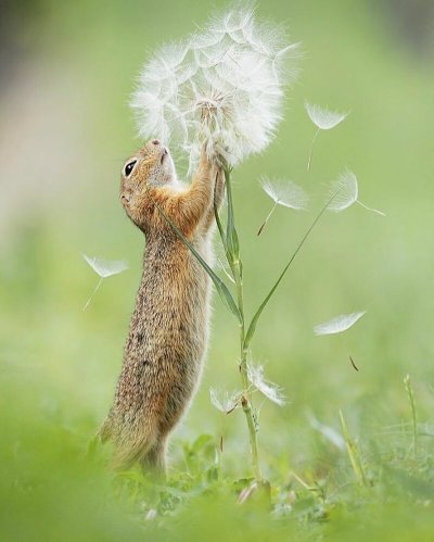 Дик Ван Дуйн