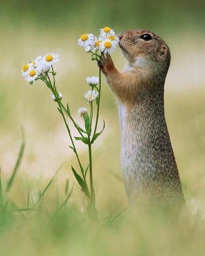 Милые суслики