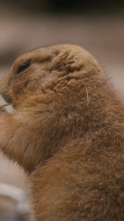 Спящий сурок