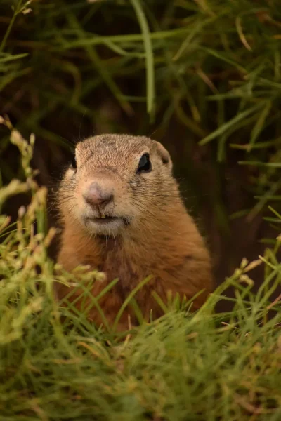 Денис суслик Абакан