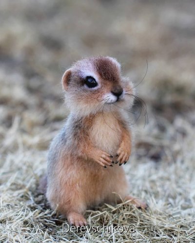 Милые суслики