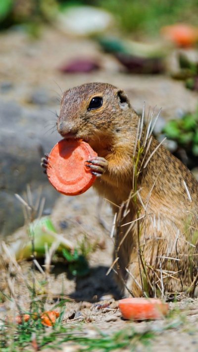 Крапчатый суслик