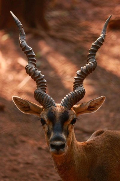 Винторогая антилопа