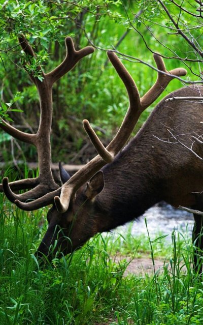 Олень дерево