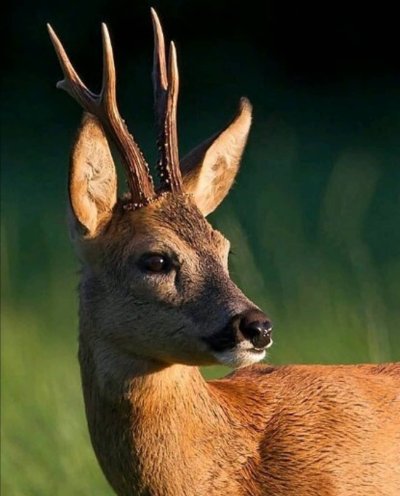 Европейская косуля Оленевые