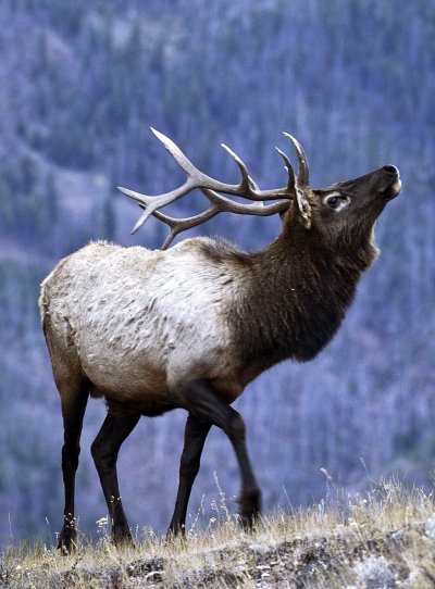 Парнокопытные олень