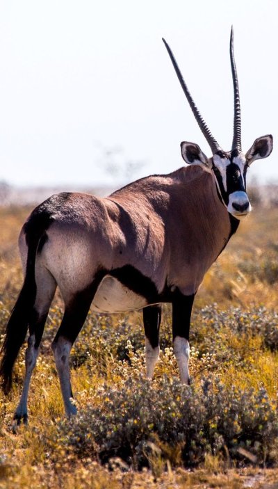 Сернобык (Орикс)