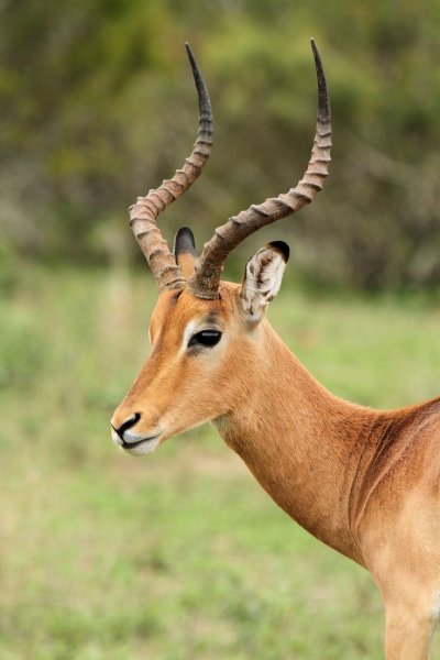 Полорогие парнокопытные