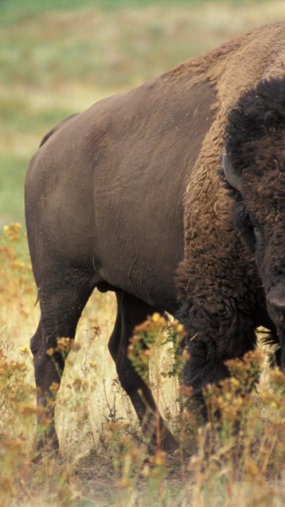 Парнокопытные Бизон