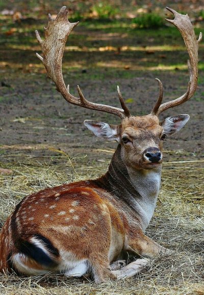 Лань Шильник