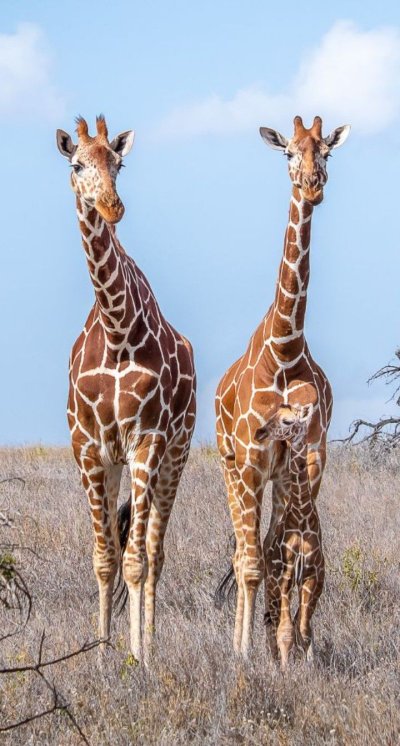 Жираф жирафиха Жирафенок