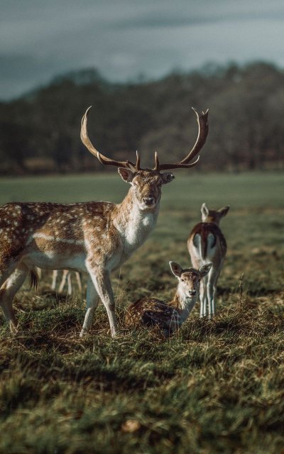 Животные олень