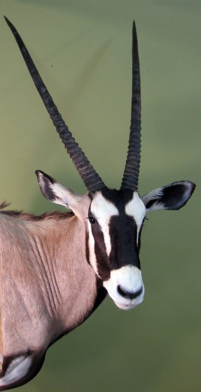 Антилопа Орикс