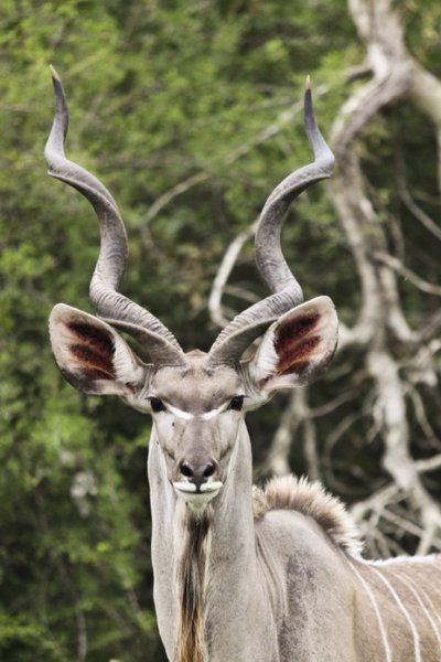 Антилопа Kudu