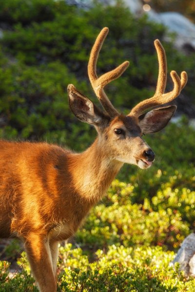 Парнокопытные животные