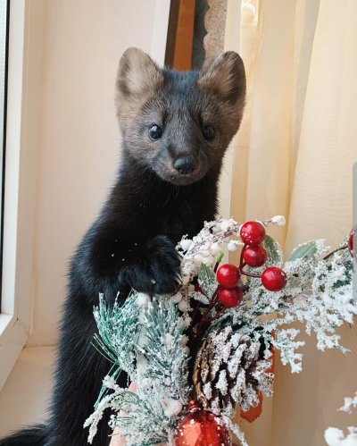 Баргузинский Соболь