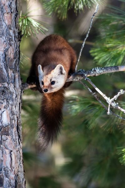 Лесная куница
