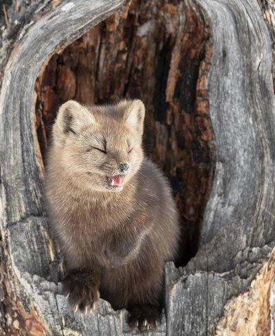 Баргузинский Соболь