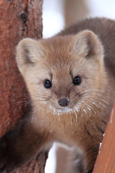 Баргузинский Соболь