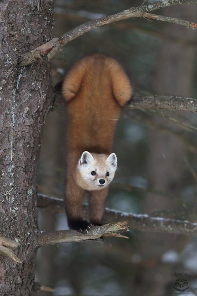 Лесная куница