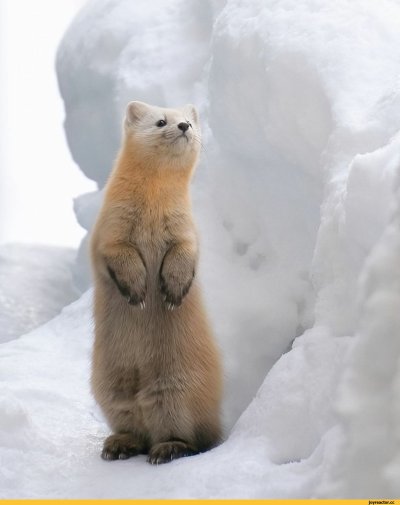 Японские Соболи