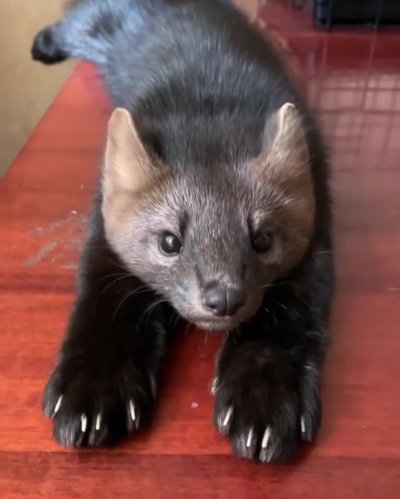 Баргузинский Соболь