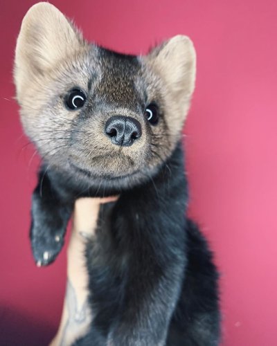 Соболь Баргузинский Соболь