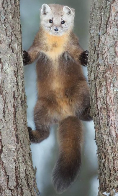 Лесная куница martes martes