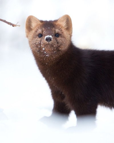 Баргузинский Соболь