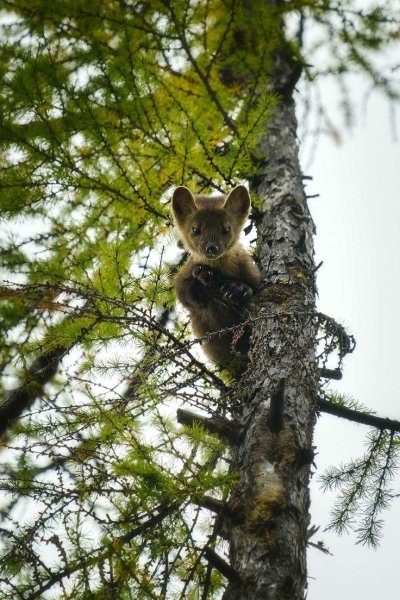 Соболь в тайге