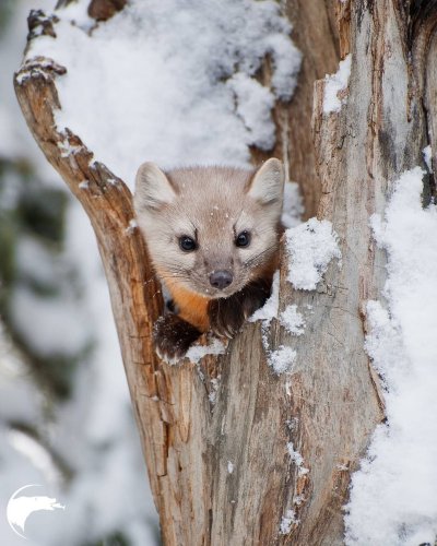 Лесная куница