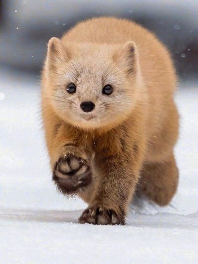 Соболь - martes zibellina