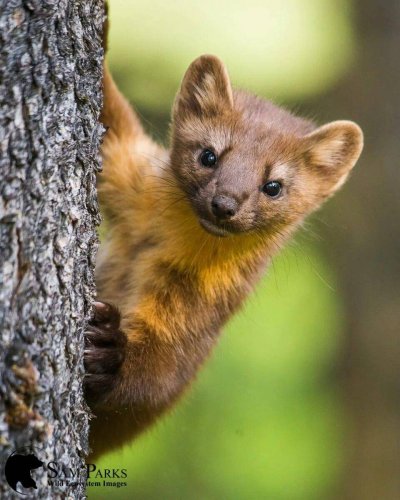 Куница белодушка