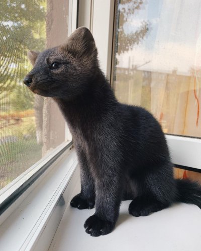 Соболь зверек