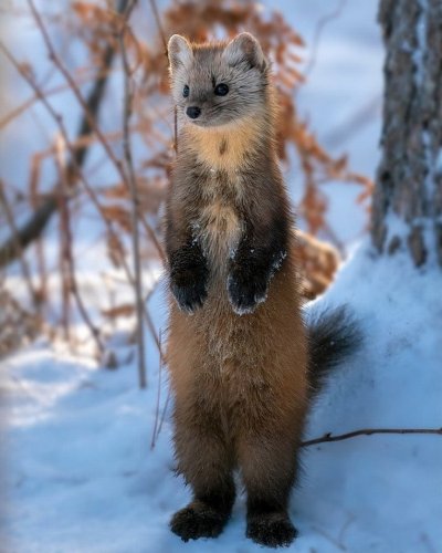 Лесная куница