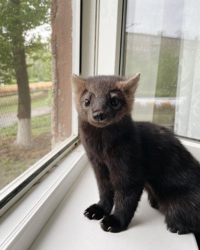 Соболь Бадди