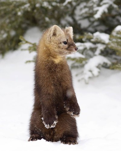 Баргузинский Соболь