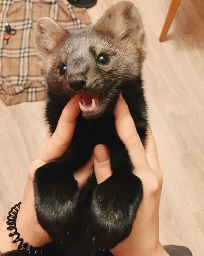 Баргузинский Соболь