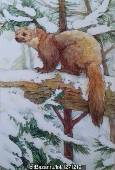 Куница Белогрудка