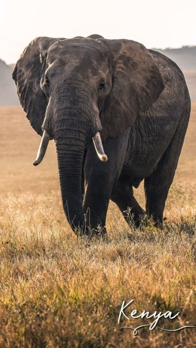 Животные Африки