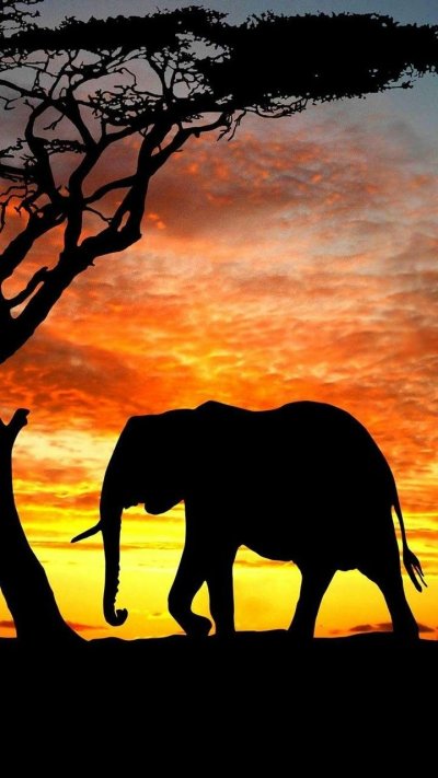 Саванны Африки