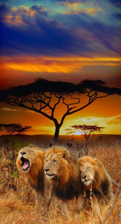 Природа Африки