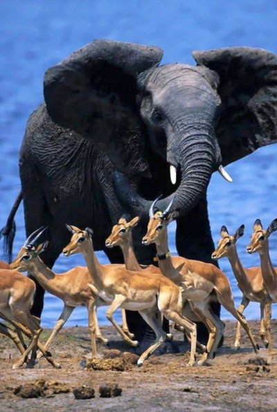 Мир животных