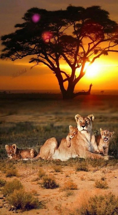 Саванна Прайд Львов