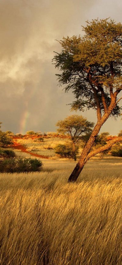 Деревья саванны