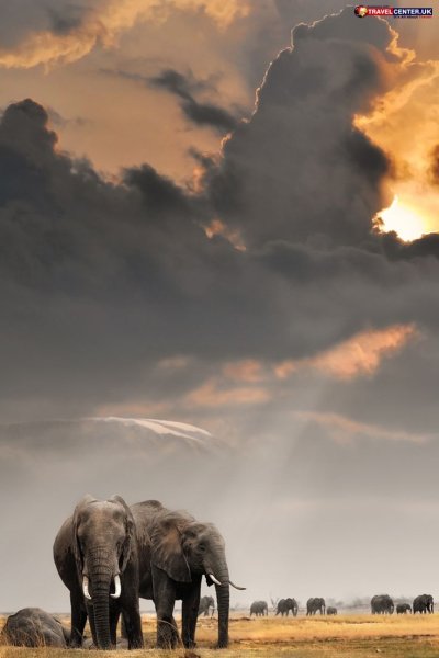 Африка Саванна слон