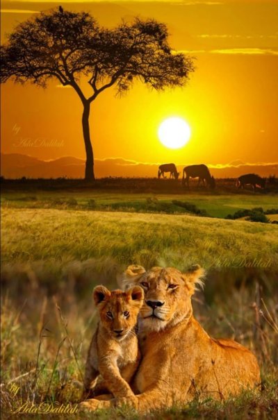 Саванна сафари