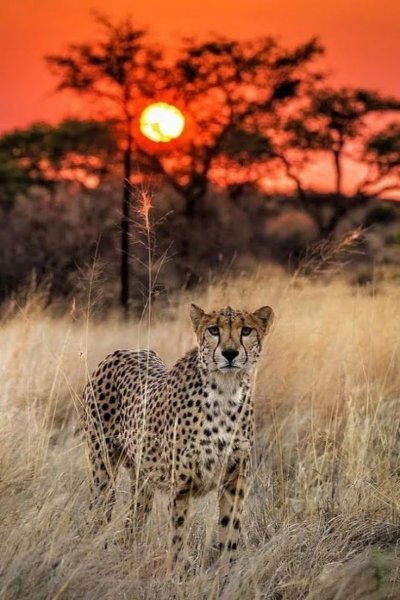 Гепард в саванне