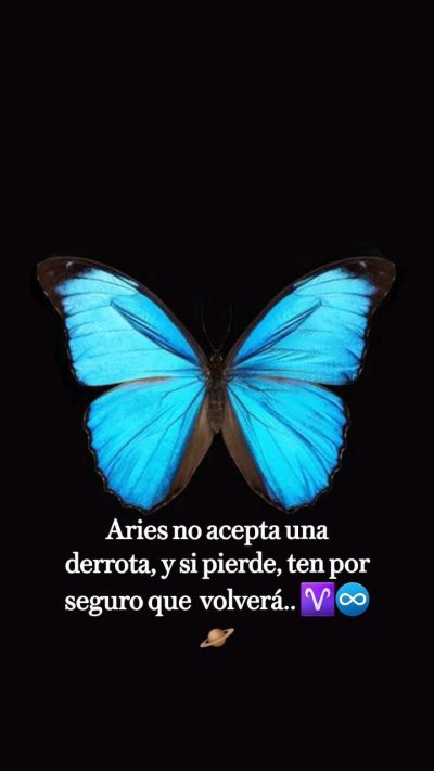 Бабочка на темном фоне