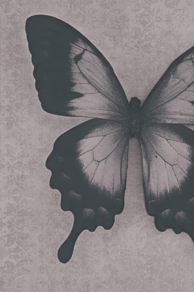 Бабочки Эстетика
